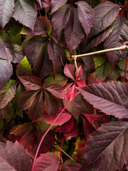 Background of colorful autumn leaves close-up. Red leaves wild grapes. A wall of colorful red ivy leaves.