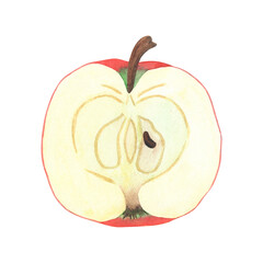 Illustration of an apple slice, a hand-drawn watercolor fruit. Ripe, realistic seasonal fruit.