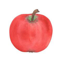 Apple illustration, hand-drawn watercolor fruit. Ripe, realistic seasonal fruit.