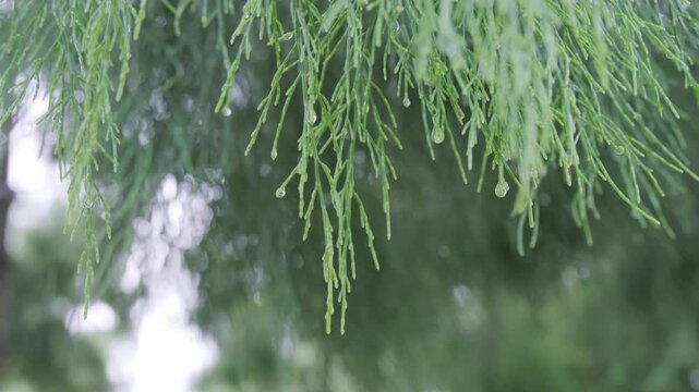 Morning dew accompanied by pine leaves in the morning