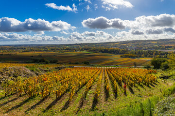 Autumn grapevines in Santenay vineyard, Cote d'Or, Bourgogne France