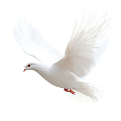 Fototapeta premium White dove in flight, isolated on transparent background