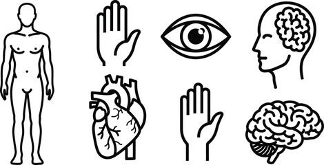 Fototapeta premium Representations of Vital Body Parts and Bodily Functions an Arm Muscle Brain Heart an Eye a Hand for Human
