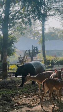 Tapir Walking Past Deer in Natural Environment