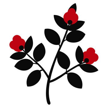 cotoneaster dammeri fleurs silhouette on white background