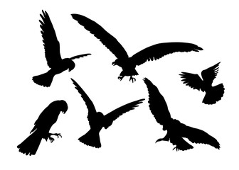 Obraz premium Set of eagle bird silhouettes. Birds flying and sitting. hand drawing. Not AI. Vector illustration