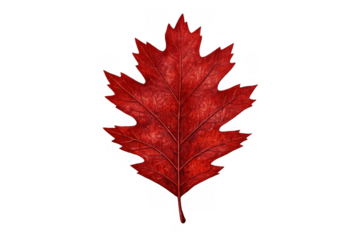 Vibrant red oak leaf presenting rich autumn color, symbolizing seasonal change and fall foliage on transparent background