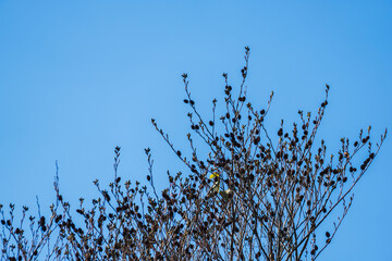 冬の澄んだ青空と枝にヤシャブシの実39