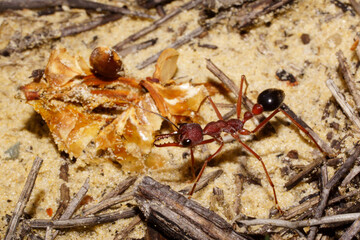 Bull ant (Myrmecia analis) in natural habitat, Southwest Western Australia © anjahennern