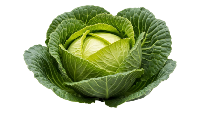 Fresh green cabbage head with large outer leaves