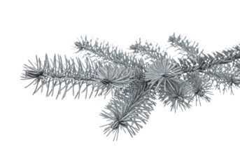 close-up macro of a single fraser fir branch coated in highly reflective metallic silver chrome, sharply focused against a transparent studio background with copy space, luxurious holiday