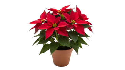 Poinsettia plant with red bracts in terracotta pot christmas time