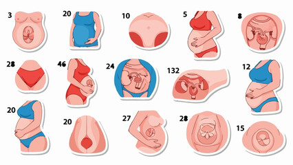 Visual timeline of human fetal development stages