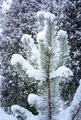 Snow-covered spruce tree top against a blurred background