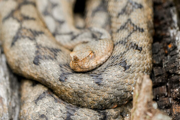 Obraz premium Portrait of an otter in its natural habitat. Close-up of a snake. 