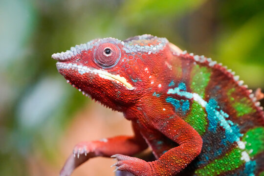 Portrait of a panther chameleon. Furcifer pardalis. Reptile in close-up.
