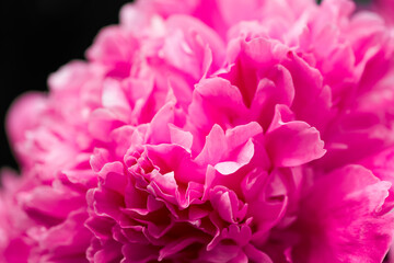 Obraz premium Pink peony blossoms. Close-up of a flowering plant. 