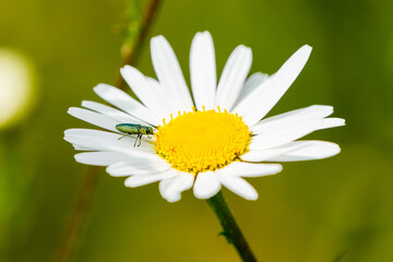 Jewel beetle on the flower of the oxeye daisy. Green beetle in nature. Buprestidae.
