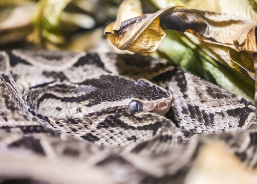Portrait of a terciopelo lancehead viper. Close-up of a snake. Bothrops asper.
