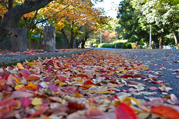 道路の端に色づいた落葉が溜まっている風景