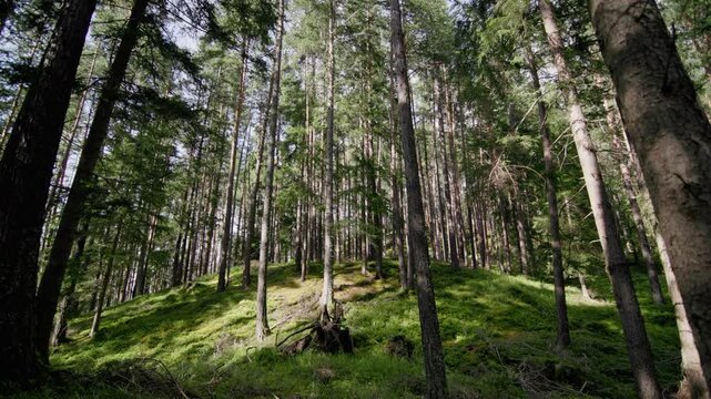 Nature forest with beautiful trees rocks and moss.