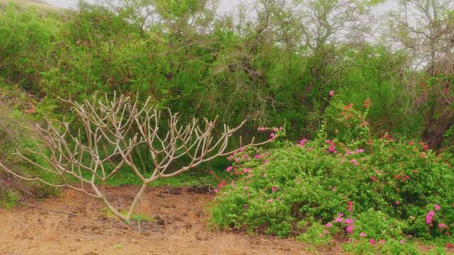footage of the arid landscape and unique dryland plants within the Koko Crater Botanical Garden in Honolulu, Hawaii. The garden is located inside a volcanic tuff cone.