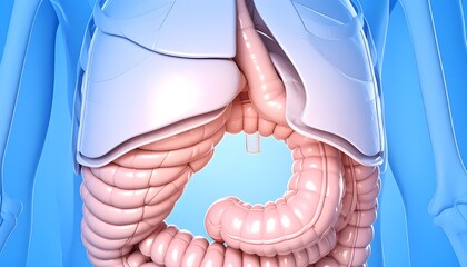 Detailed human abdominal cavity with intestines and organs exposed