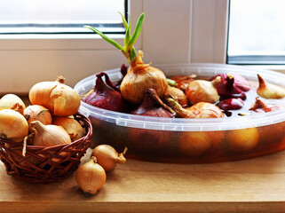 Onion growing on the window sill.