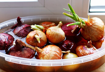 Onion, soaked in water.