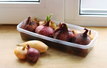 Onions grown at home.