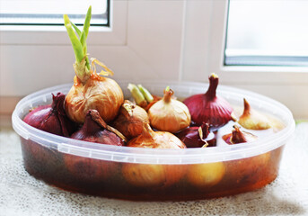 Onions before planting.