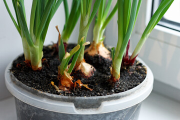 Onions grown in the house.