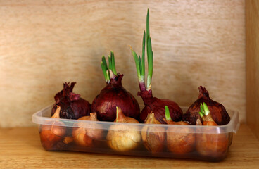 Onions grown in the house.