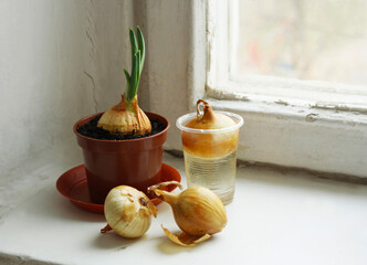 Onions grown on the windowsill.