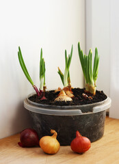 Onions grown on a windowsill in the house.