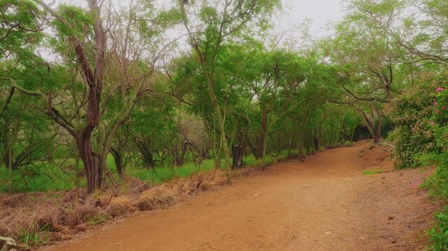 Footage of a dirt path winding through the lush, green, dry-land forest within the Koko Crater Botanical Garden in Honolulu, Oahu, Hawaii. This unique garden, located inside a volcanic tuff cone, feat