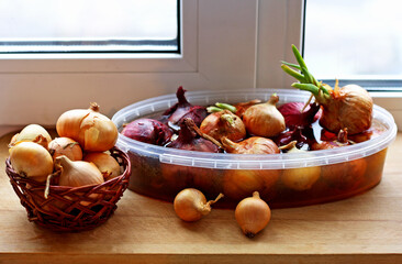 Onion growing on the window sill.