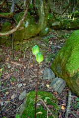 ウバユリの果実