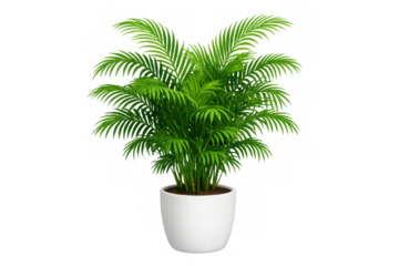 Areca palm plant with vibrant green leaves in white pot, bringing nature indoors, transparent background