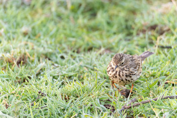 Obraz premium Meadow pipit