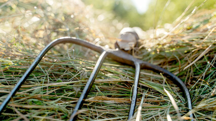 forks on the hay beach harvesting hay © I