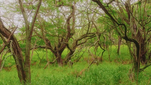 Footage of a dense, vibrant green forest within the basin of the Koko Crater, featuring the unique, gnarled branches and light green leaves of the Kiawe tree (Prosopis pallida)