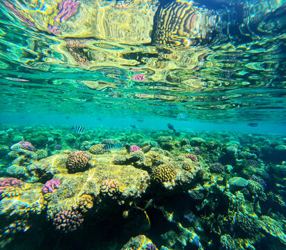 Beautiful fish swim among the caral