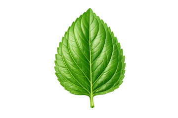 Fototapeta premium Fresh green basil leaf, a vibrant healthy herb, natural ingredient for cooking and aromatherapy, transparent background