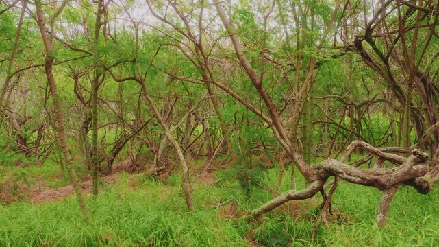 Footage capturing the unique dryland ecosystem within the Koko Crater Botanical Garden in Honolulu, Oahu, Hawaii. The scene features intertwined tree trunks, green ground cover, and a natural