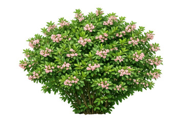 Flowering oleander shrub with vivid pink blooms and green leaves, growing as a garden landscape plant on transparent background