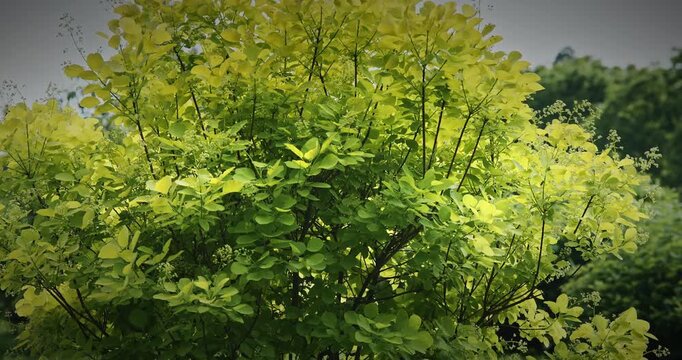 Cotinus coggigria. impressive bush displaying bright green leaves in harmony. European Smoketree, Eurasian Smoketree, Smoke Tree, Smoke Bush, Venice Sumach, Or Dyer's Sumach Is A Species Of Flowering