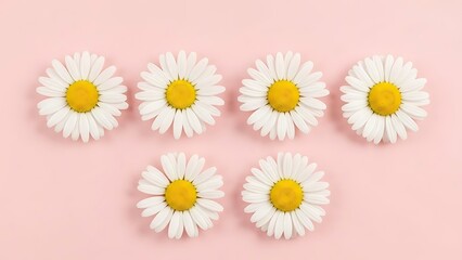 Obraz premium Beautiful white daisies arranged on pastel pink background in a minimalist style