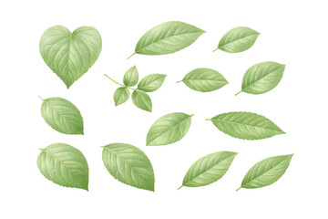 Lush green botanical leaves forming a natural pattern, clean organic plant foliage elements with transparent background