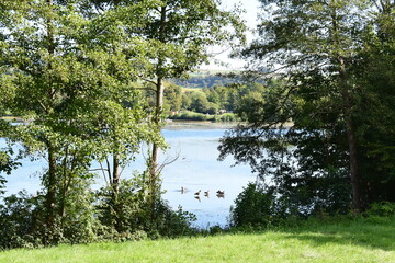 geese in a blue lake behind green late summer trees, Luxembourg, Echternach area